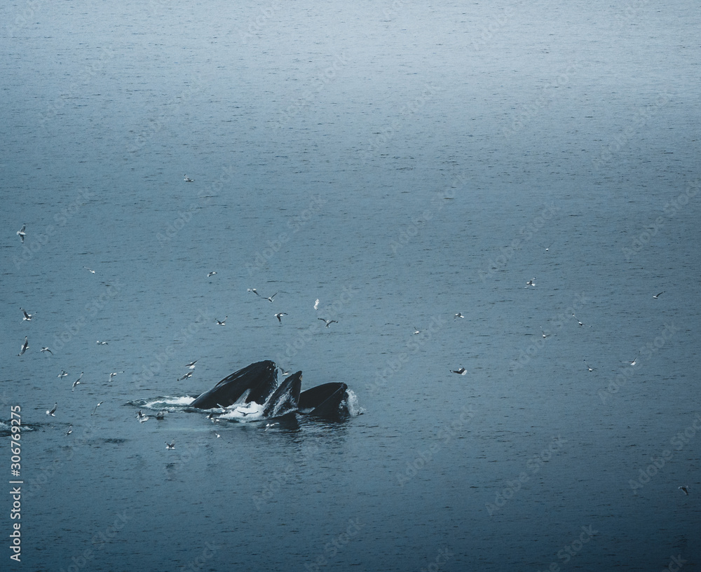 Fototapeta premium Aerial view of several humpback whales diving in the ocean with blue water and blow. Showing white fin in atlantic ocean. Photo taken in Greenland Disko bay island.