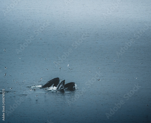 Aerial view of several humpback whales diving in the ocean with blue water and blow. Showing white fin in atlantic ocean. Photo taken in Greenland Disko bay island.