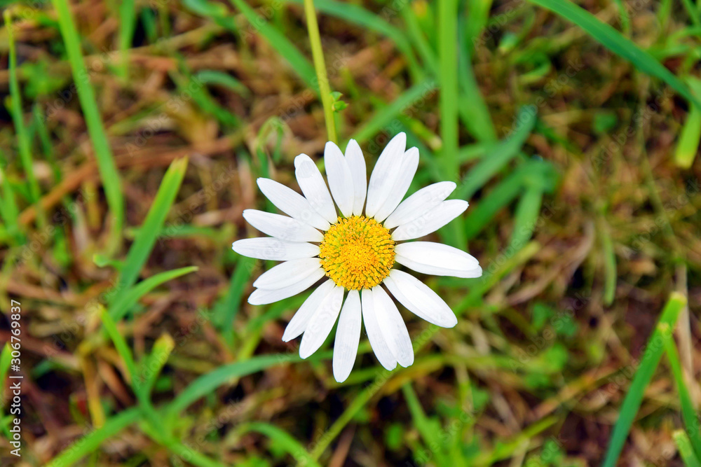 Oxeye White Daisy Leucanthemum Vulgare Oxeye White Daisy Leucanthemum Vulgare