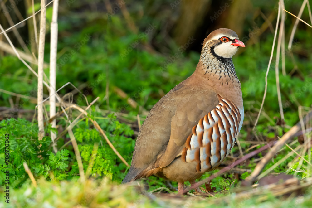 Partridge, Red-Legged or French Partridge in winter. Stood in natural hedgerow habitat. Facing right. Close up. Horizontal. Space for copy Partridge, Red-Legged or French Partridge in winter. Stood in natural hedgerow habitat. Facing right. Close up. Horizontal. Space for copy