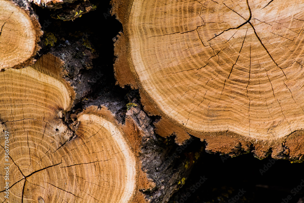 Wooden background. Macro wood cross section. Closeup of round slice of tree with annual rings and cracks. Natural organic texture. Flat surface. Close view of brown tree log cut end. Round cut tree. Wooden background. Macro wood cross section. Closeup of round slice of tree with annual rings and cracks. Natural organic texture. Flat surface. Close view of brown tree log cut end. Round cut tree.