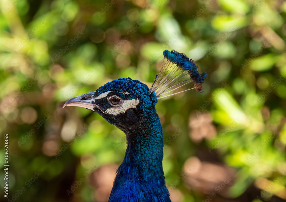 Peacock on Lokrum Island near Dubrovnik in Croatia Peacock on Lokrum Island near Dubrovnik in Croatia
