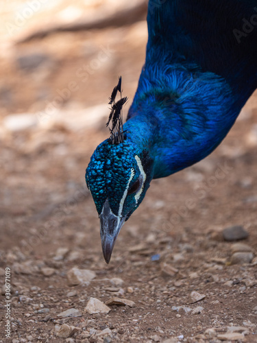 Peacock on Lokrum Island near Dubrovnik in Croatia