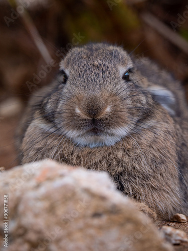 Bunny Rabbits on Lokrum Island near Dubrovnik in Croatia