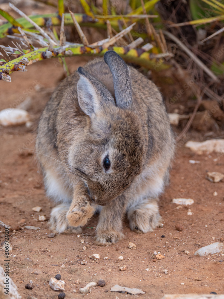 Bunny Rabbits on Lokrum Island near Dubrovnik in Croatia Bunny Rabbits on Lokrum Island near Dubrovnik in Croatia