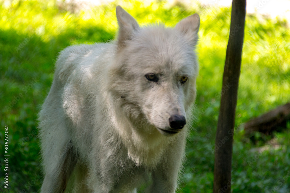 Obraz premium Arctic Wolf