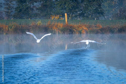 Schwäne im Vogleschutzgebiet Drömling photo