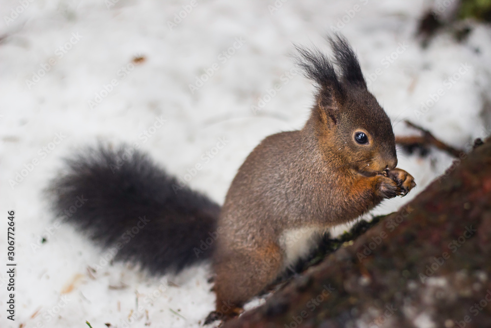 squirrel on tree squirrel on tree