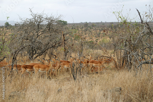 Antelopes in Kruger National Park in South Africa