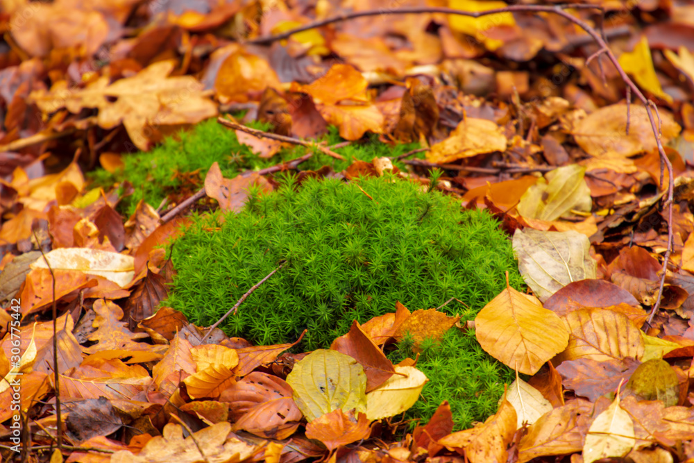 Von Moos bewachsene Herbstlandschaft Von Moos bewachsene Herbstlandschaft