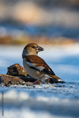 The Hawfinch, Coccothraustes coccothraustes is standing on the frozen water, sunlight in the snow..