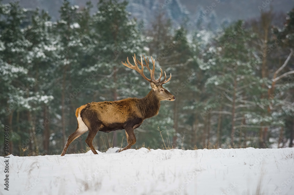 The Red Deer, Cervus elaphus running in the snow, in typical winter environment, majestic animal proudly wearing his antlers, sparkle in the eye, the herd of Red Deers in the snowy forest The Red Deer, Cervus elaphus running in the snow, in typical winter environment, majestic animal proudly wearing his antlers, sparkle in the eye, the herd of Red Deers in the snowy forest