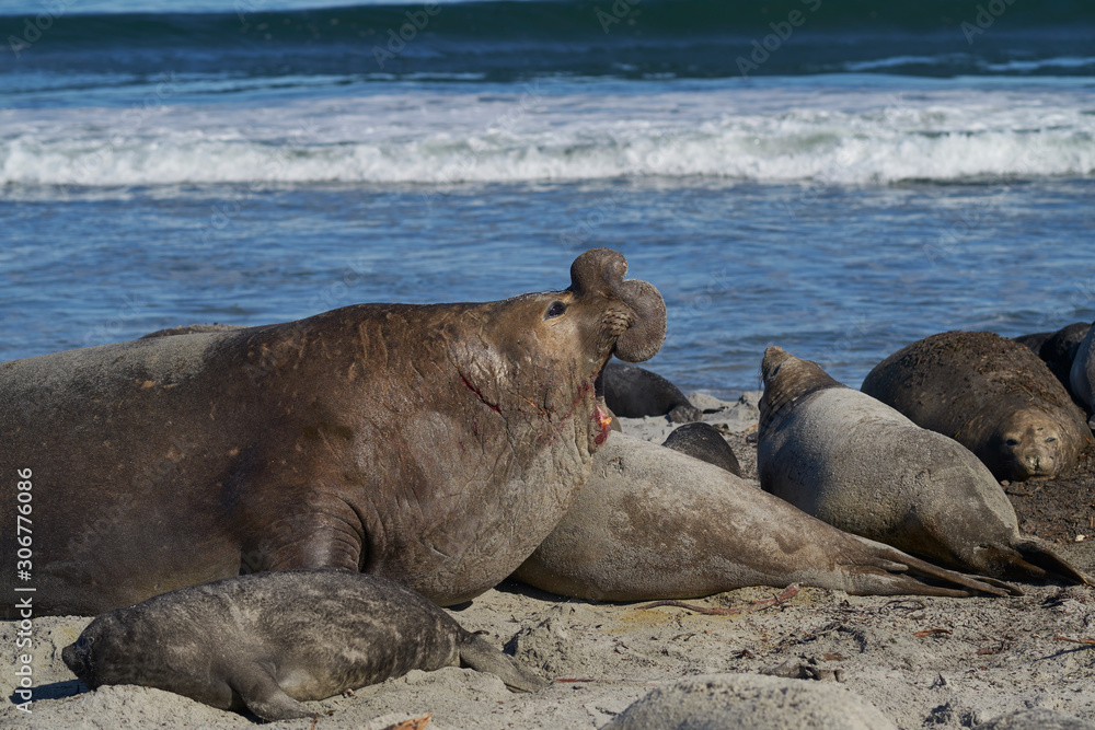 Dominant Male Southern Elephant Seal (Mirounga leonina) lying amongst his harem of females during the breeding season. Sea Lion Island in the Falkland Islands. Dominant Male Southern Elephant Seal (Mirounga leonina) lying amongst his harem of females during the breeding season. Sea Lion Island in the Falkland Islands.