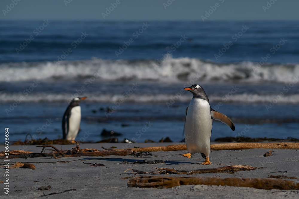 Naklejka premium Gentoo Penguins (Pygoscelis papua) coming ashore after feeding at sea on Sea Lion Island in the Falkland Islands.