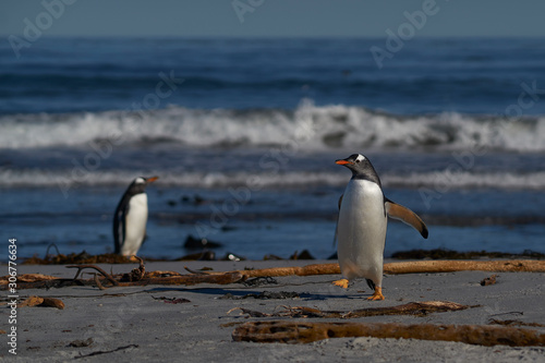 Gentoo Penguins  Pygoscelis papua  coming ashore after feeding at sea on Sea Lion Island in the Falkland Islands.