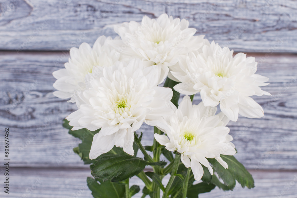 White beautiful flowers background. Fresh bunch of chrysanthemum flowers. Beautiful romantic gift.