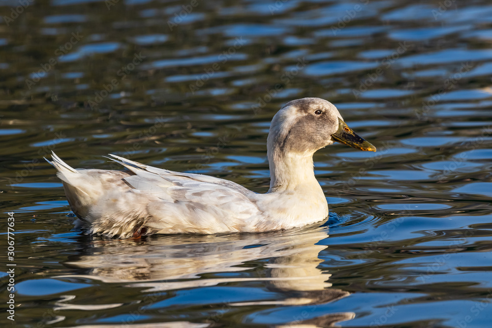 Wild white-gray duck floats on the lake. Blue water. Close-up. Wild nature.
