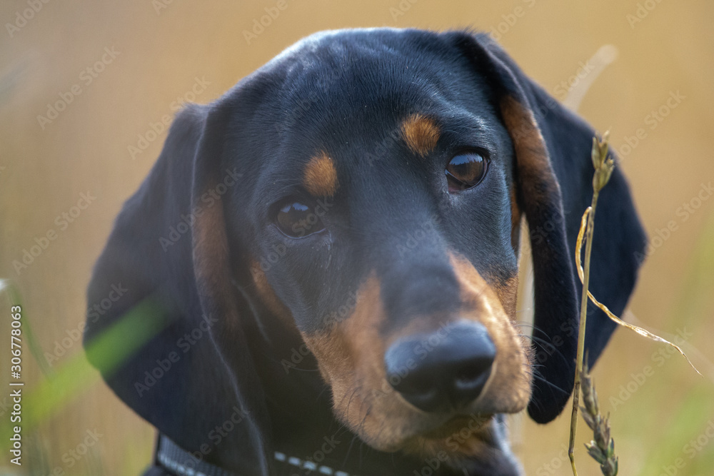 Dachshund puppy looking at the camera