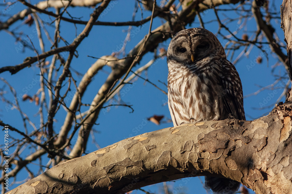 Obraz premium Perched barred owl