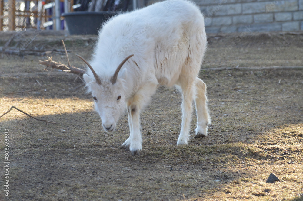 Dall sheep in the outdoors