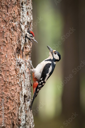 The Great Spotted Woodpecker, Dendrocopos major is feeding its chicks before they will have the first flight out. Nesting cavity is in old dry tree, green background.
