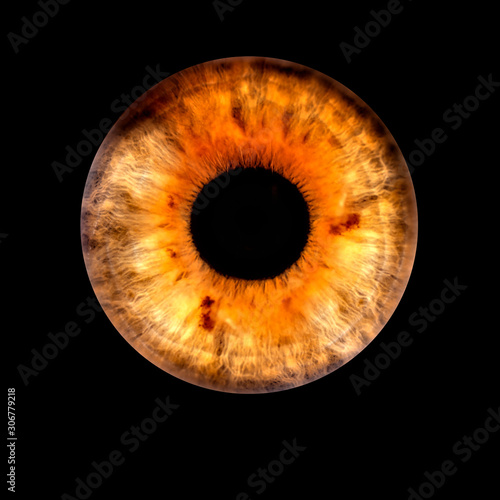 Closeup of an human eye