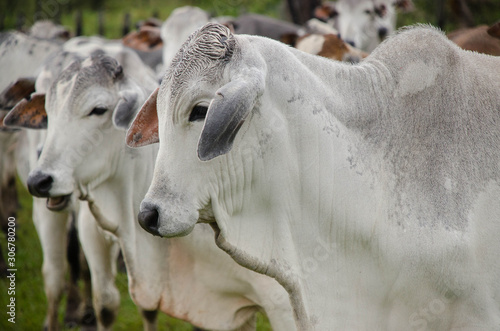Cattle raising In Mato Grosso do Sul Brazil © Vanessa Volk
