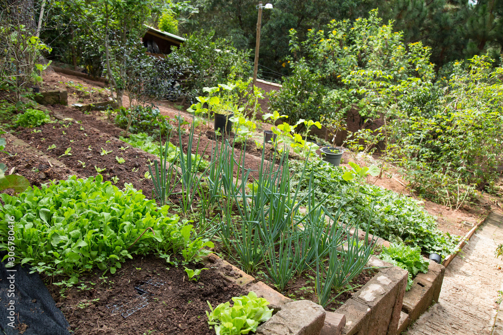 Fototapeta premium Vegetable garden in the backyard of a home. Cunha-SP, Brazil