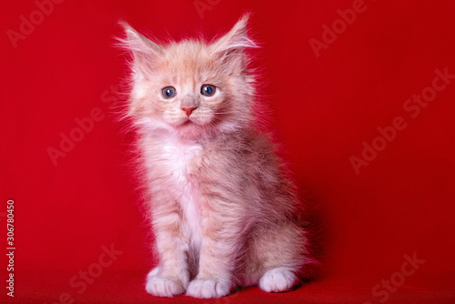 Adorable cute maine coon kitten on red background in studio, isolated. © Marina