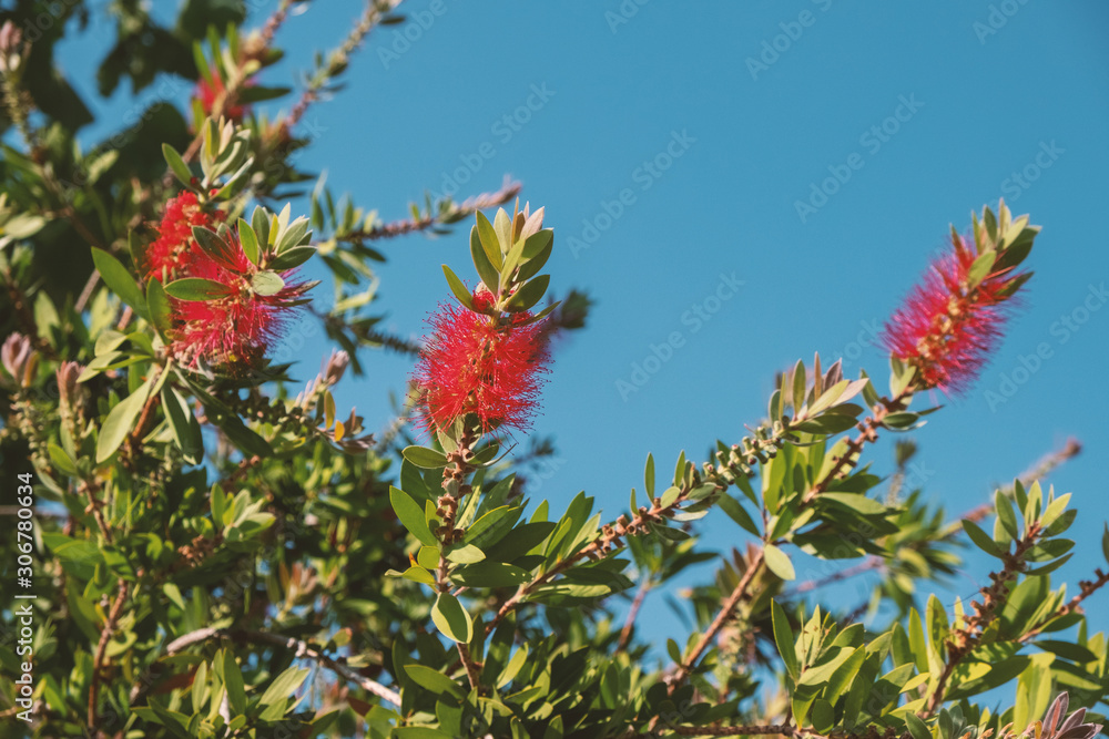 Beautiful plant of Callistemon citrinus (bottlebrushes) flowers with red fluffy inflorescences. Is a genus of shrubs in the family Myrtaceae. Entire genus is endemic to Australia but widely cultivated