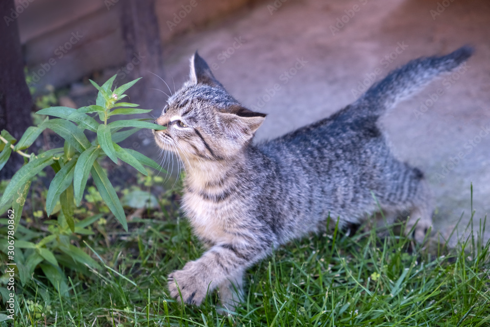 Small kitten sniff grass. Beautiful young grey cat paying attention in the garden