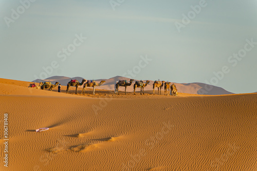 Camels in the Sahara desert in Merzouga. Morocco