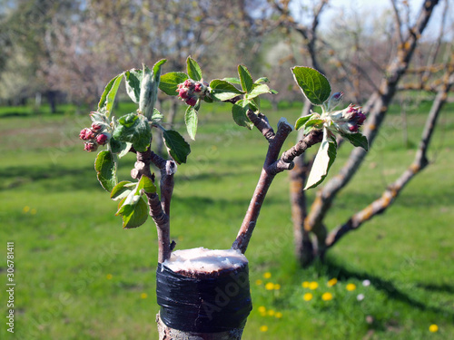 Tableau sur toile Grafted apple tree