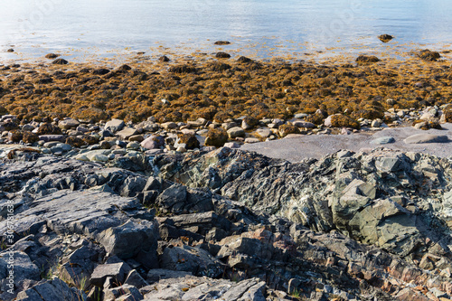 Bladder wrack seaweed growing on rocky shore and visible at low tide