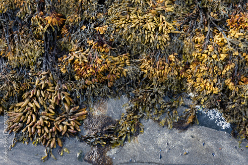 Bladder wrack seaweed growing on sandy shore and visible at low tide