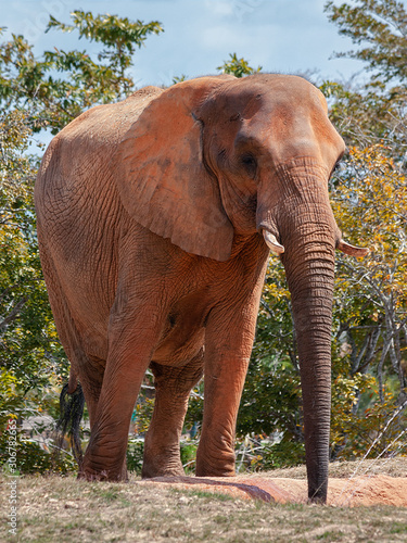 African Elephant 03