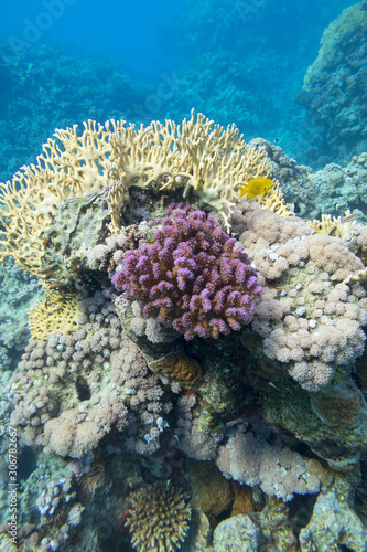 Colorful coral reef at the bottom of tropical sea, hard corals, underwater landscape. © mychadre77