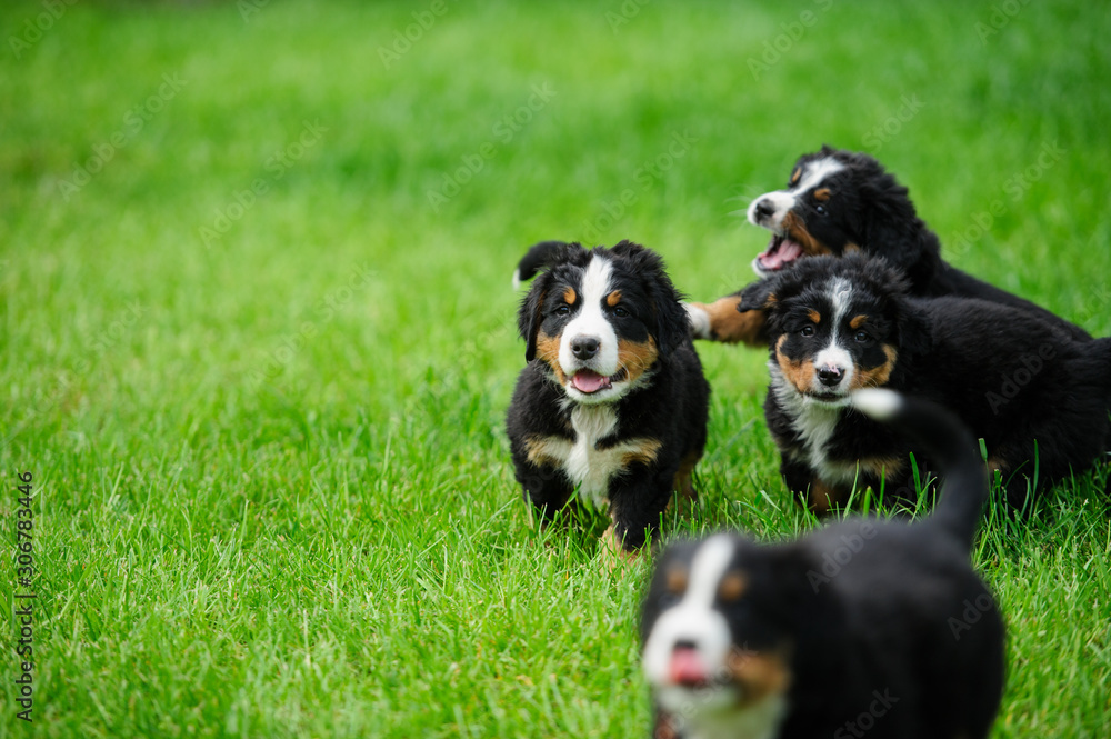 small happy puppies running on a green grass
