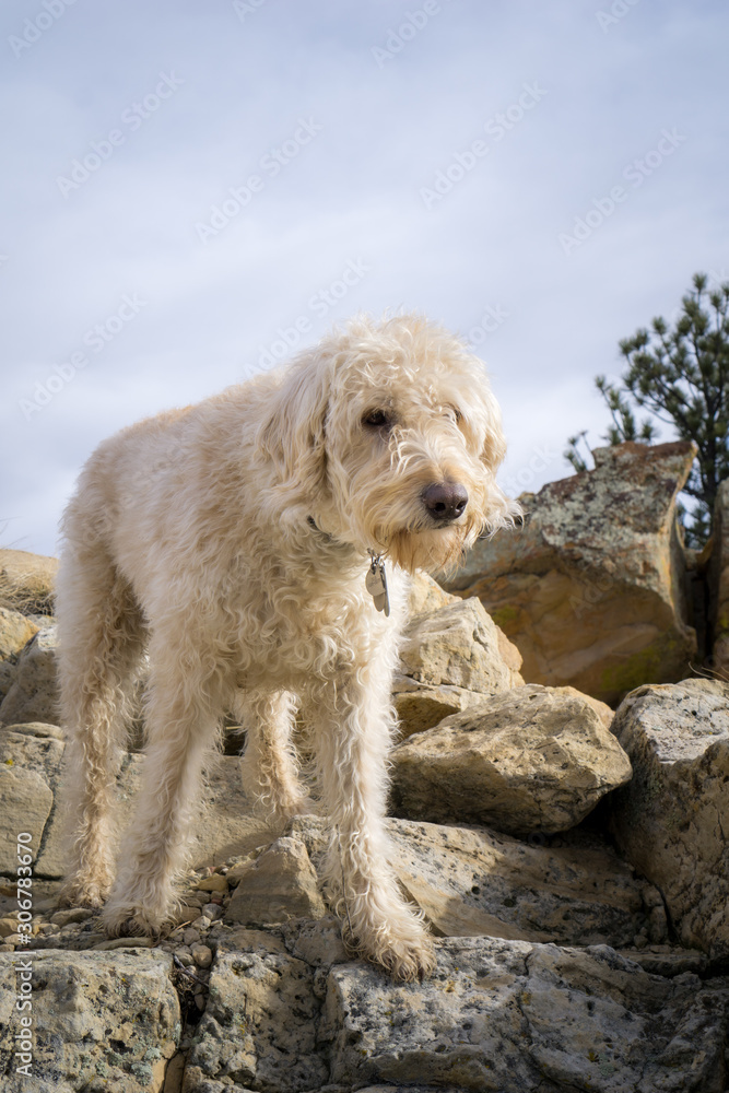 Dog on Dinosaur Ridge #7