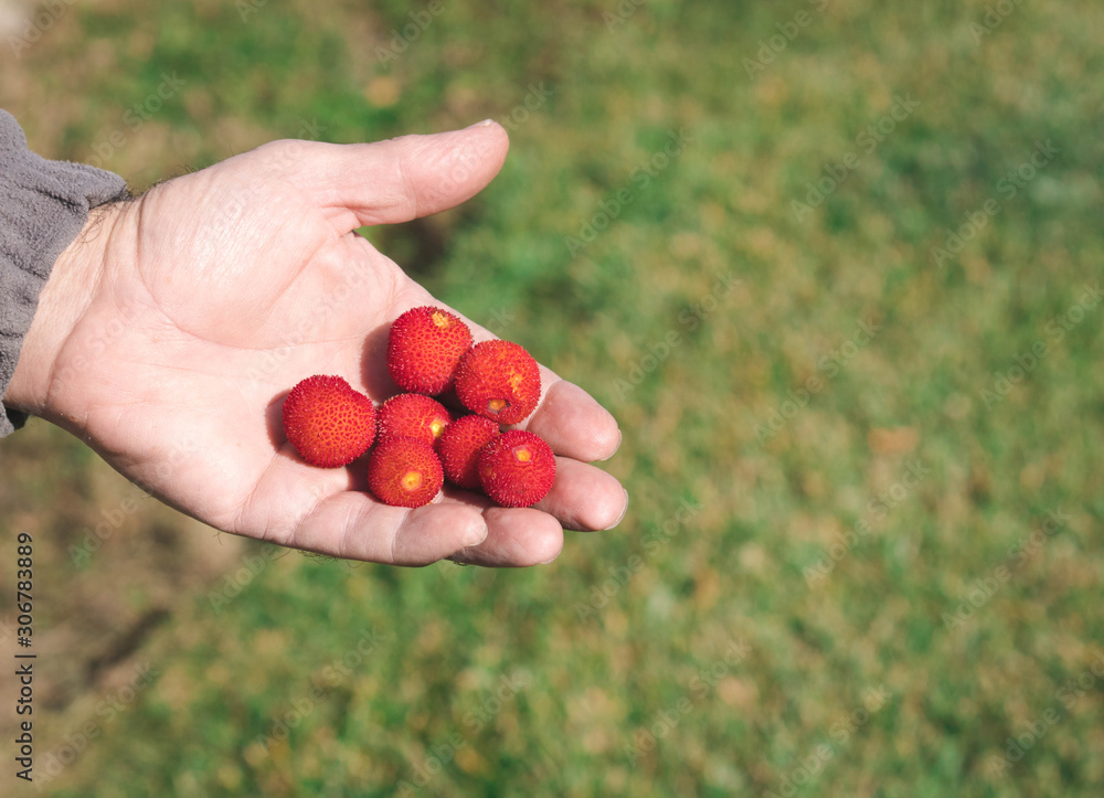 Man hand holding arbutus unedo fruit Man hand holding arbutus unedo fruit