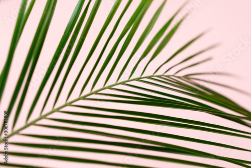 Tropical green palm leaves on pink background. Flat lay  top view