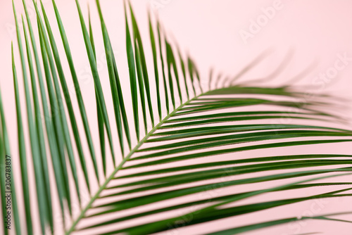 Tropical green palm leaves on pink background. Flat lay, top view