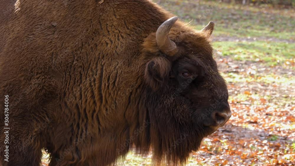 Close up of bison on sunny day in autumn. Turning head and than walking off. Close up of bison on sunny day in autumn. Turning head and than walking off.