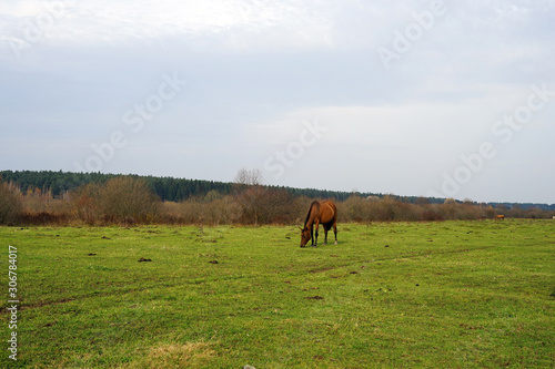 Fototapeta Naklejka Na Ścianę i Meble -  horse, animal, farm, grass, field, nature, horses,
