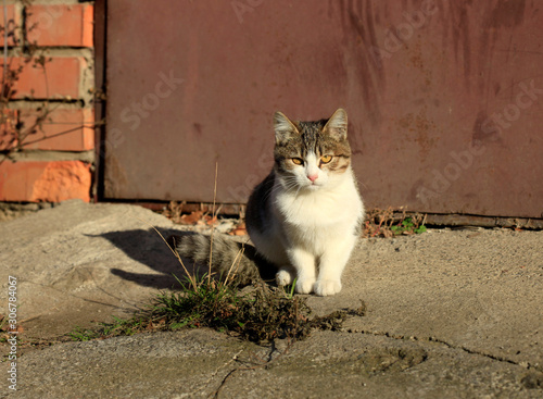 Photography portrait of fluffy wild cat