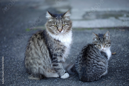 Canvas Print portrait of fluffy wild cat