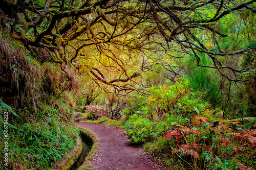 Laurel forest on Madeira island is the biggest on the world. It s a fairytale fantasy world in Portugal. It is nature background.