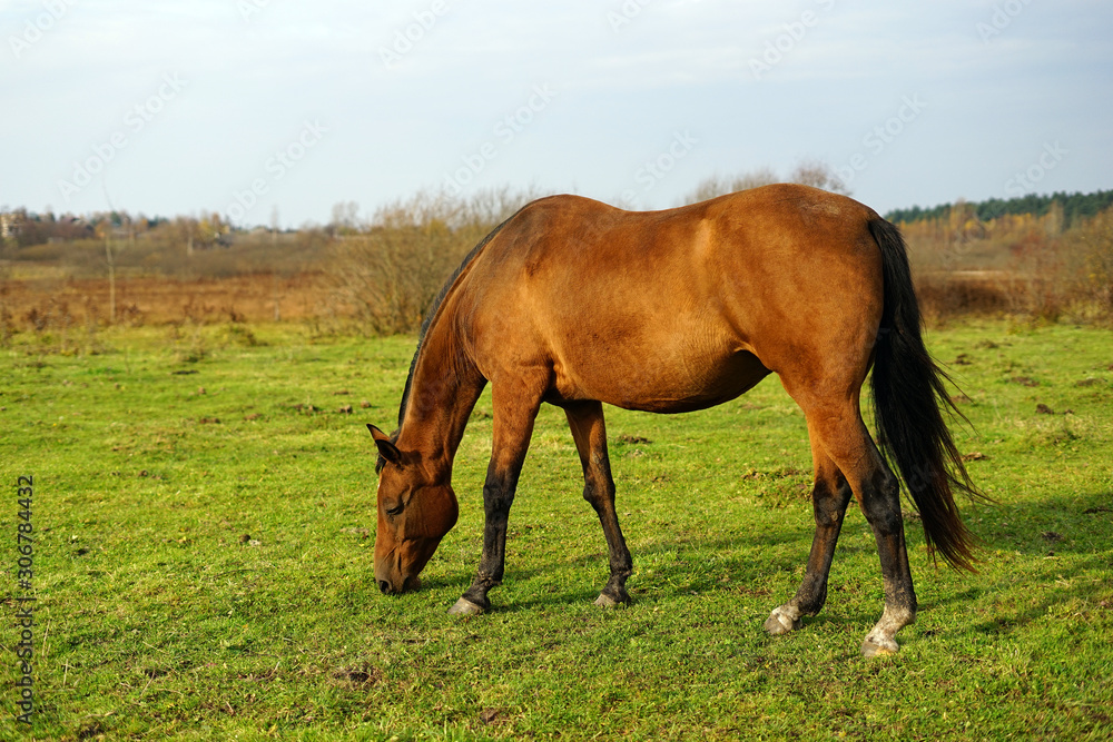 horse, animal, farm, grass, field, nature, horses, horse, animal, farm, grass, field, nature, horses,