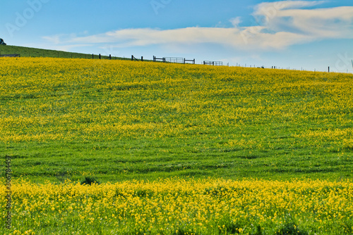 Springtime Mustard fields in Sonoma county 