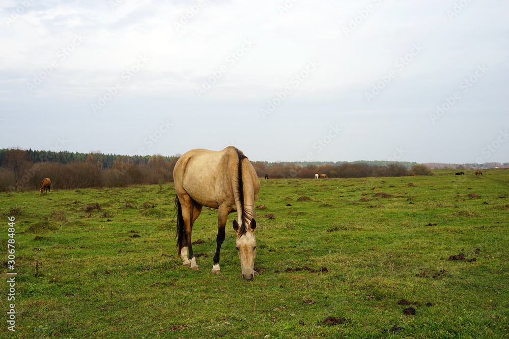 Fototapeta premium horse, animal, farm, grass, field, nature, horses,